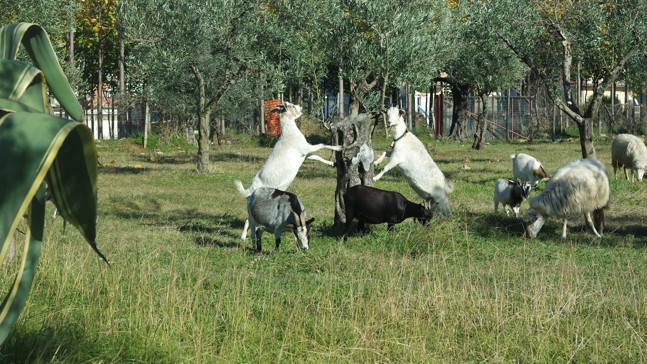 Agriturismo Masseria I Risi Guest House Sant'Eufemia Lamezia Luaran gambar